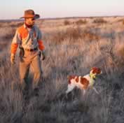 Dr. Butler quail hunting with his brittany, Radar